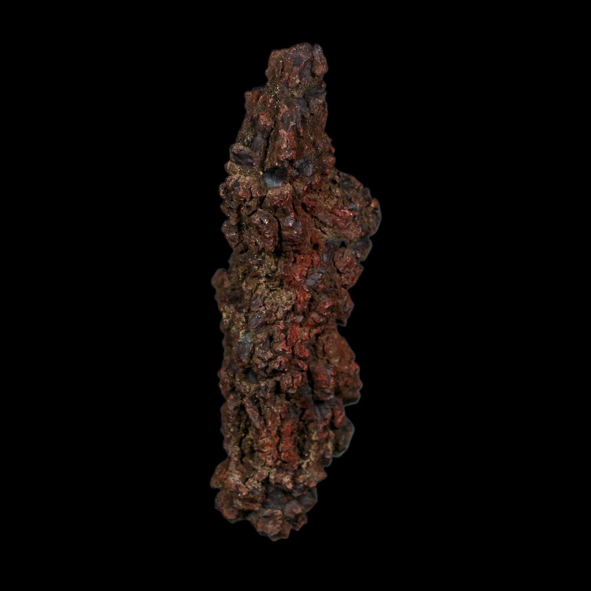 3.1" Prehistoric Coprolite Fossil Specimen Poop Dung Miocene Age Madagascar COA - Fossil Age Minerals