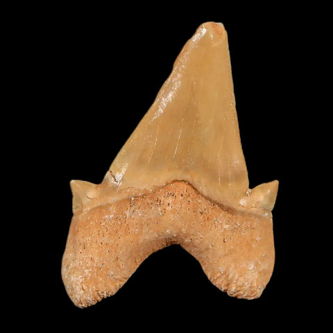 1.9" Otodus Obliquus Shark Fossil Tooth Specimen Oued Zem Morocco COA - Fossil Age Minerals