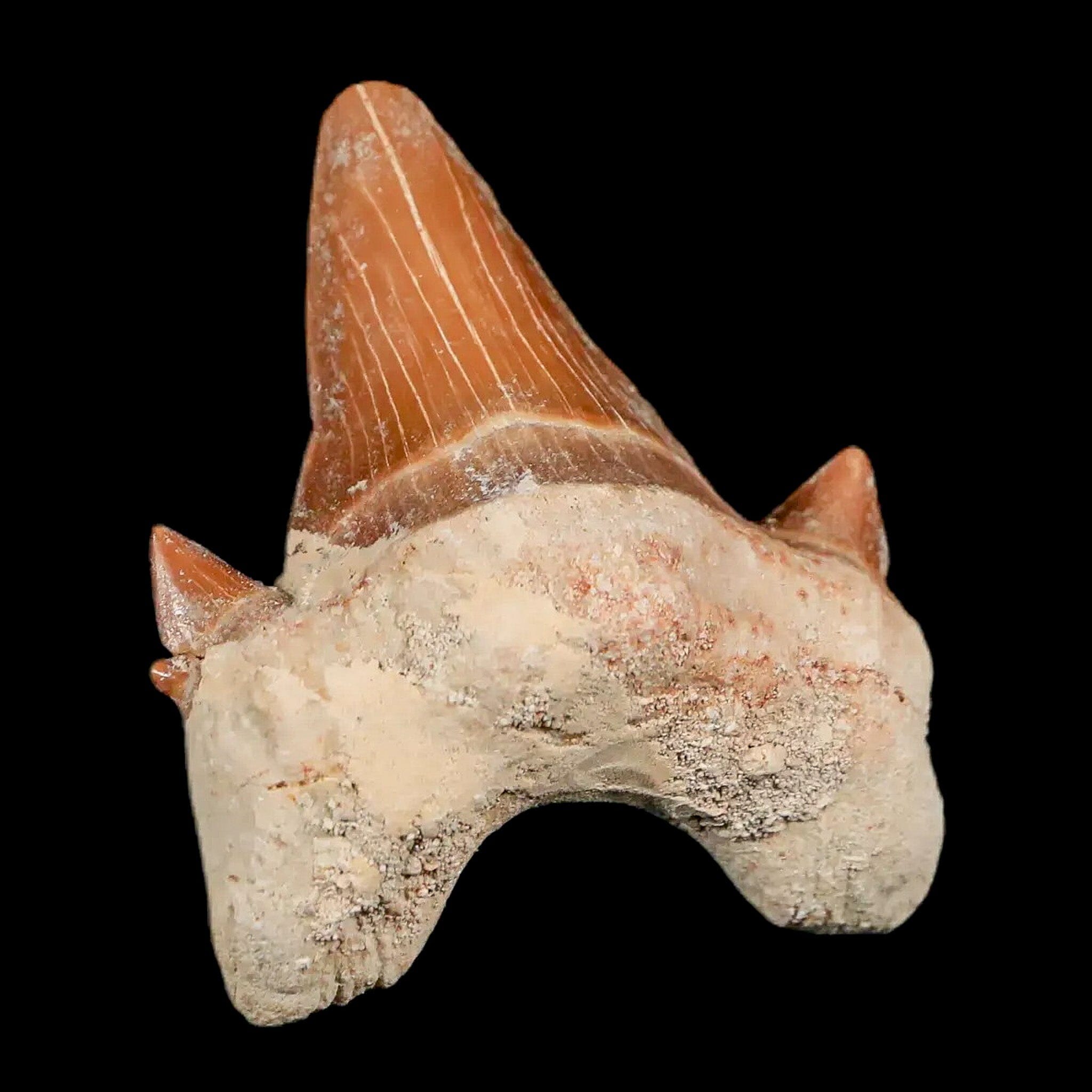 1.9" Otodus Obliquus Shark Fossil Tooth Specimen Oued Zem Morocco COA - Fossil Age Minerals