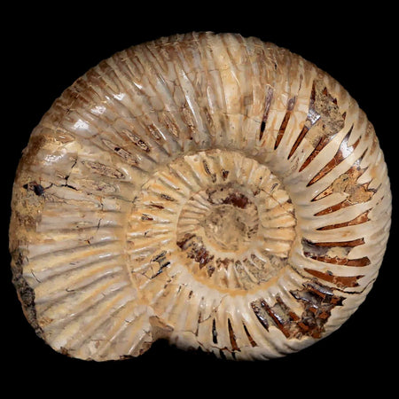 58MM Polished Perisphinctes Ammonite Fossil Nautilus Madagascar Jurassic Age COA