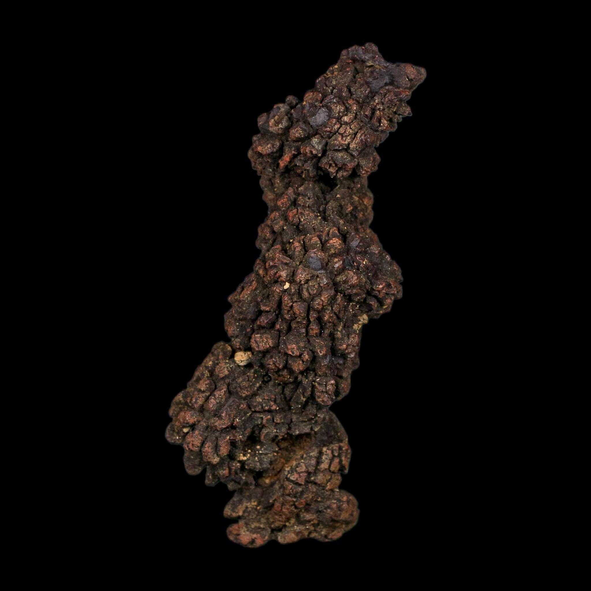 3.6" Prehistoric Coprolite Fossil Specimen Poop Dung Miocene Age Madagascar COA - Fossil Age Minerals