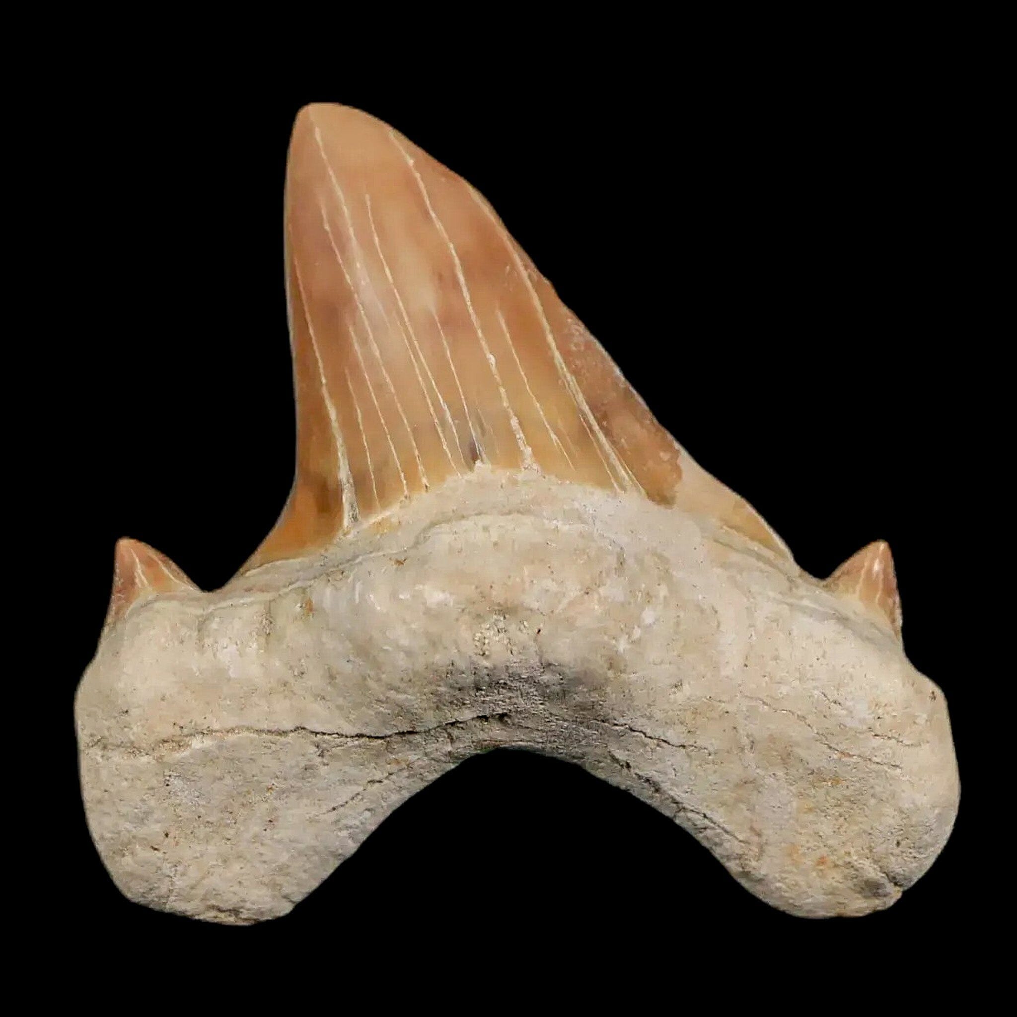 1.9" Otodus Obliquus Shark Fossil Tooth Specimen Oued Zem Morocco COA - Fossil Age Minerals