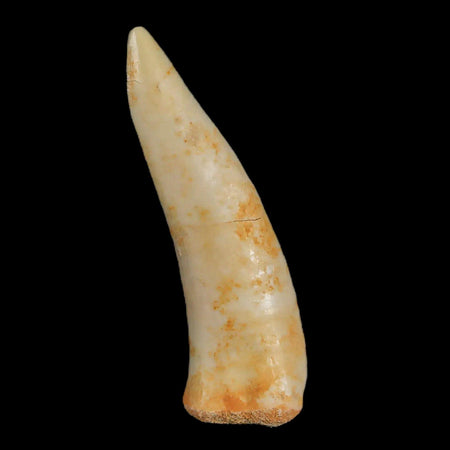 1.6" Saber Toothed Herring Fossil Fang Enchodus Libycus Cretaceous COA Stand