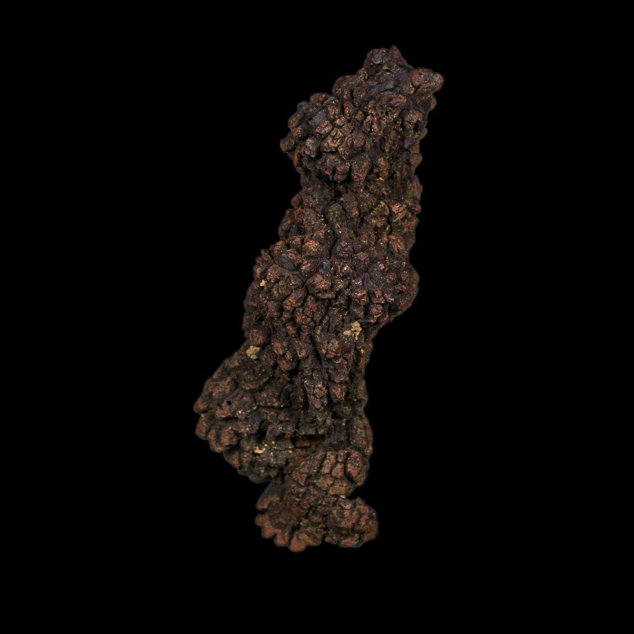 3.6" Prehistoric Coprolite Fossil Specimen Poop Dung Miocene Age Madagascar COA - Fossil Age Minerals