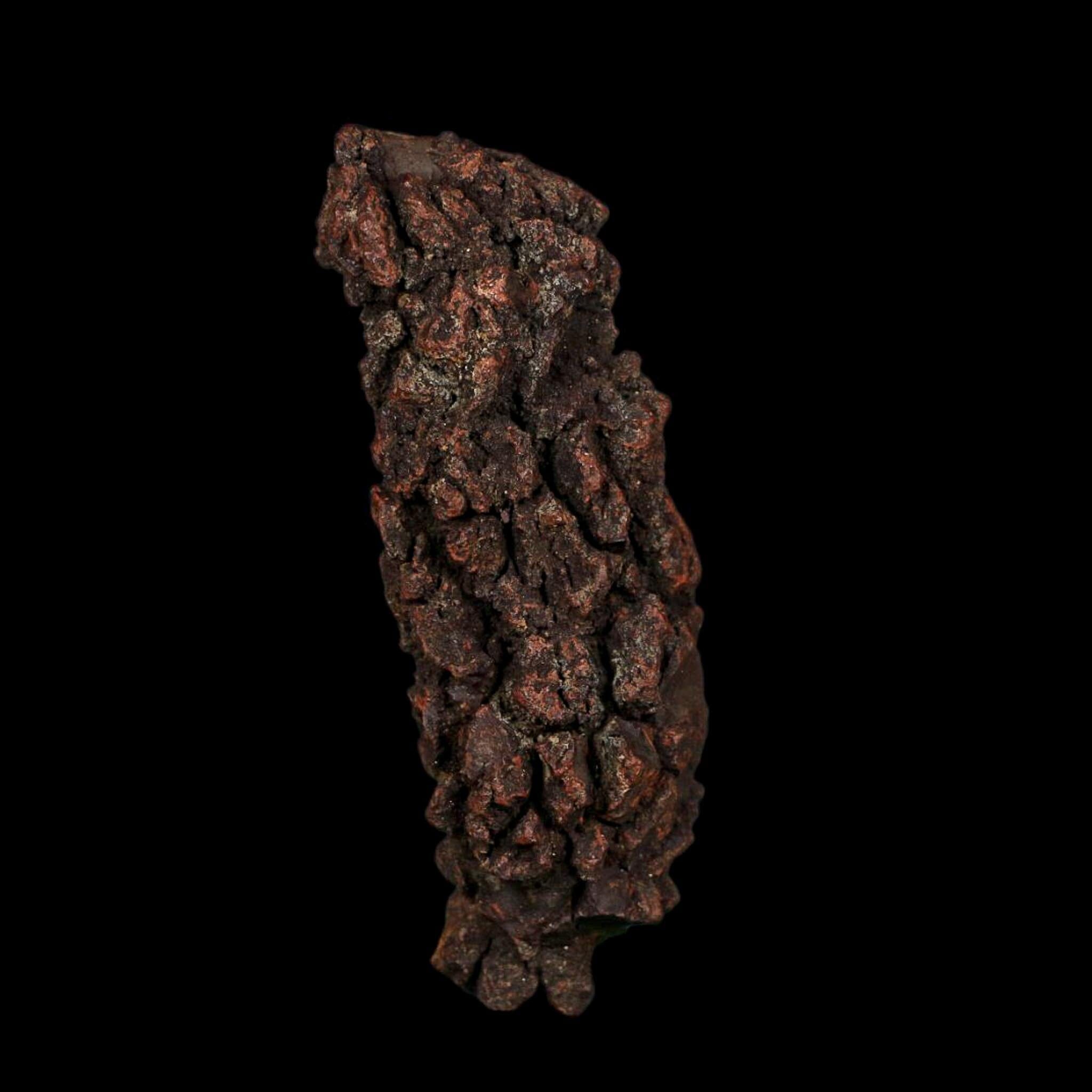 3.5" Prehistoric Coprolite Fossil Specimen Poop Dung Miocene Age Madagascar COA - Fossil Age Minerals