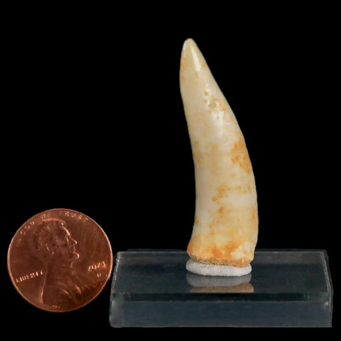 1.6" Saber Toothed Herring Fossil Fang Enchodus Libycus Cretaceous COA Stand - Fossil Age Minerals