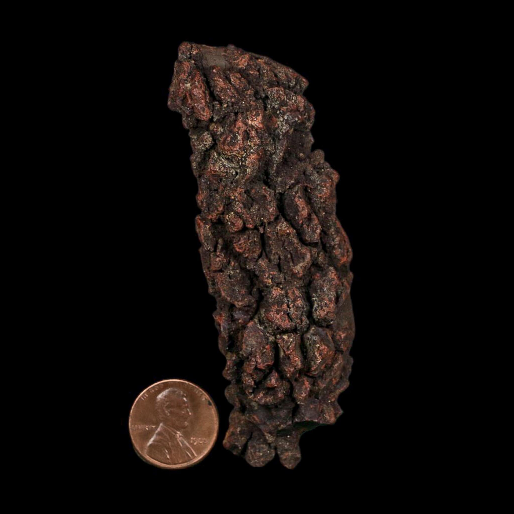 3.5" Prehistoric Coprolite Fossil Specimen Poop Dung Miocene Age Madagascar COA - Fossil Age Minerals