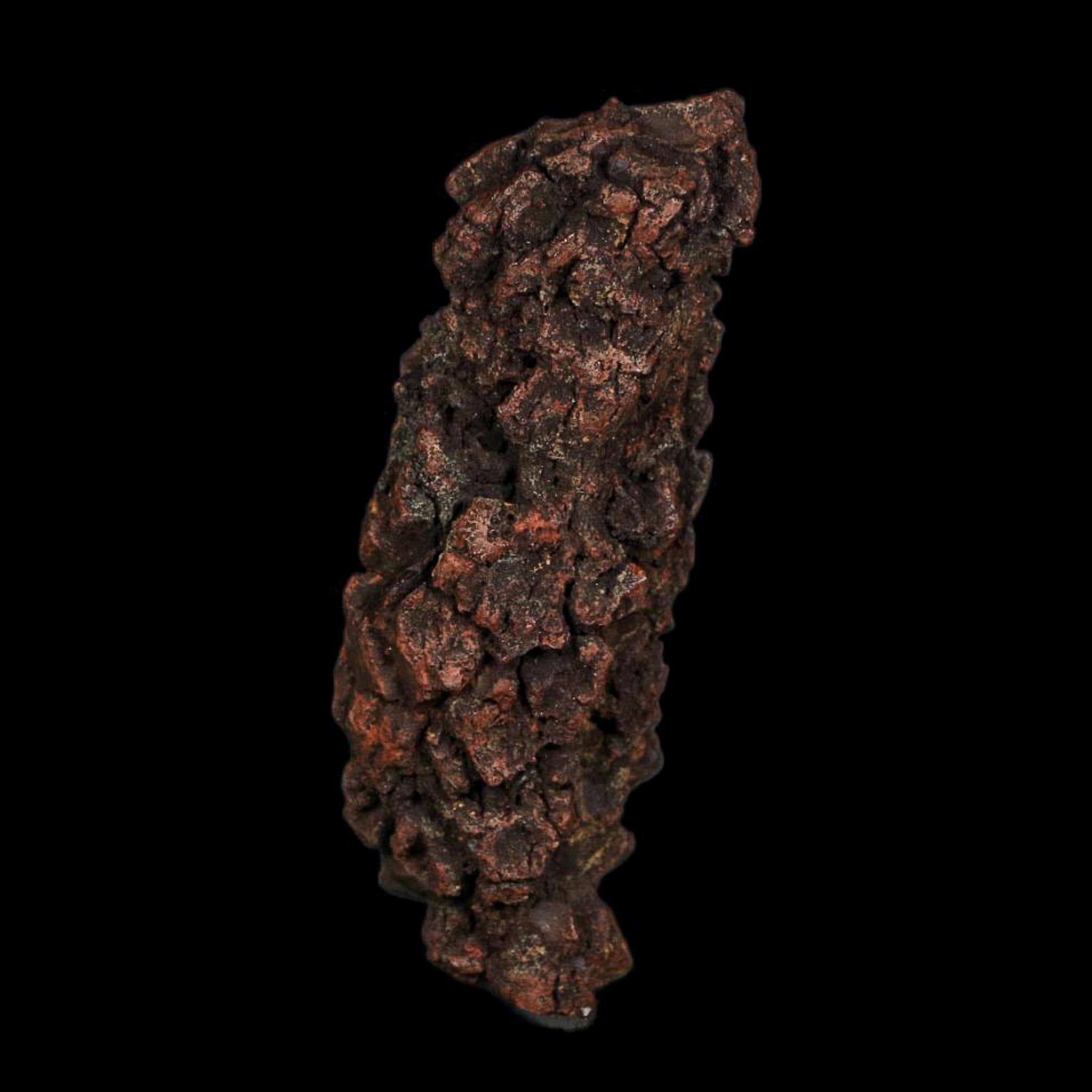 3.5" Prehistoric Coprolite Fossil Specimen Poop Dung Miocene Age Madagascar COA - Fossil Age Minerals