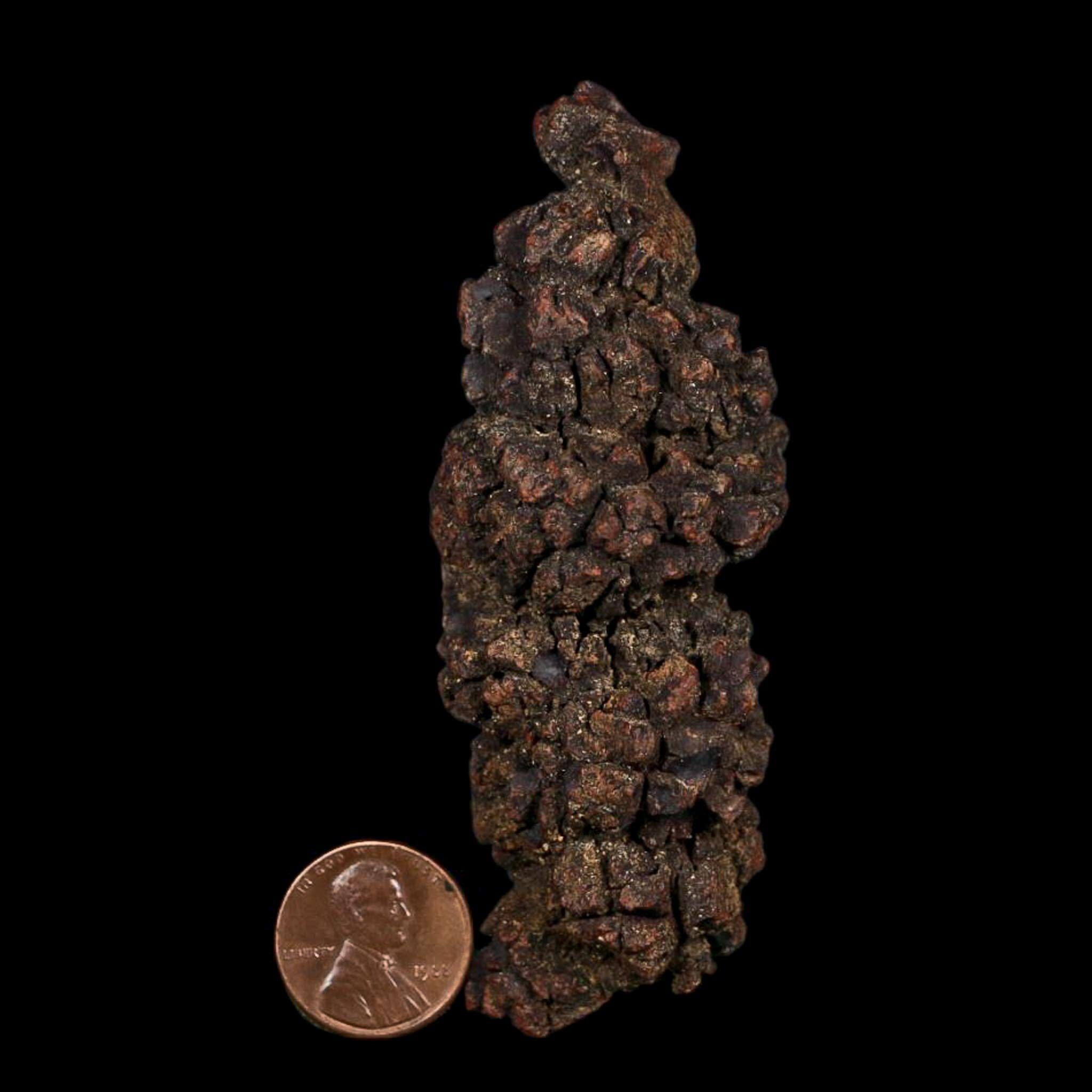 3.6" Prehistoric Coprolite Fossil Specimen Poop Dung Miocene Age Madagascar COA - Fossil Age Minerals