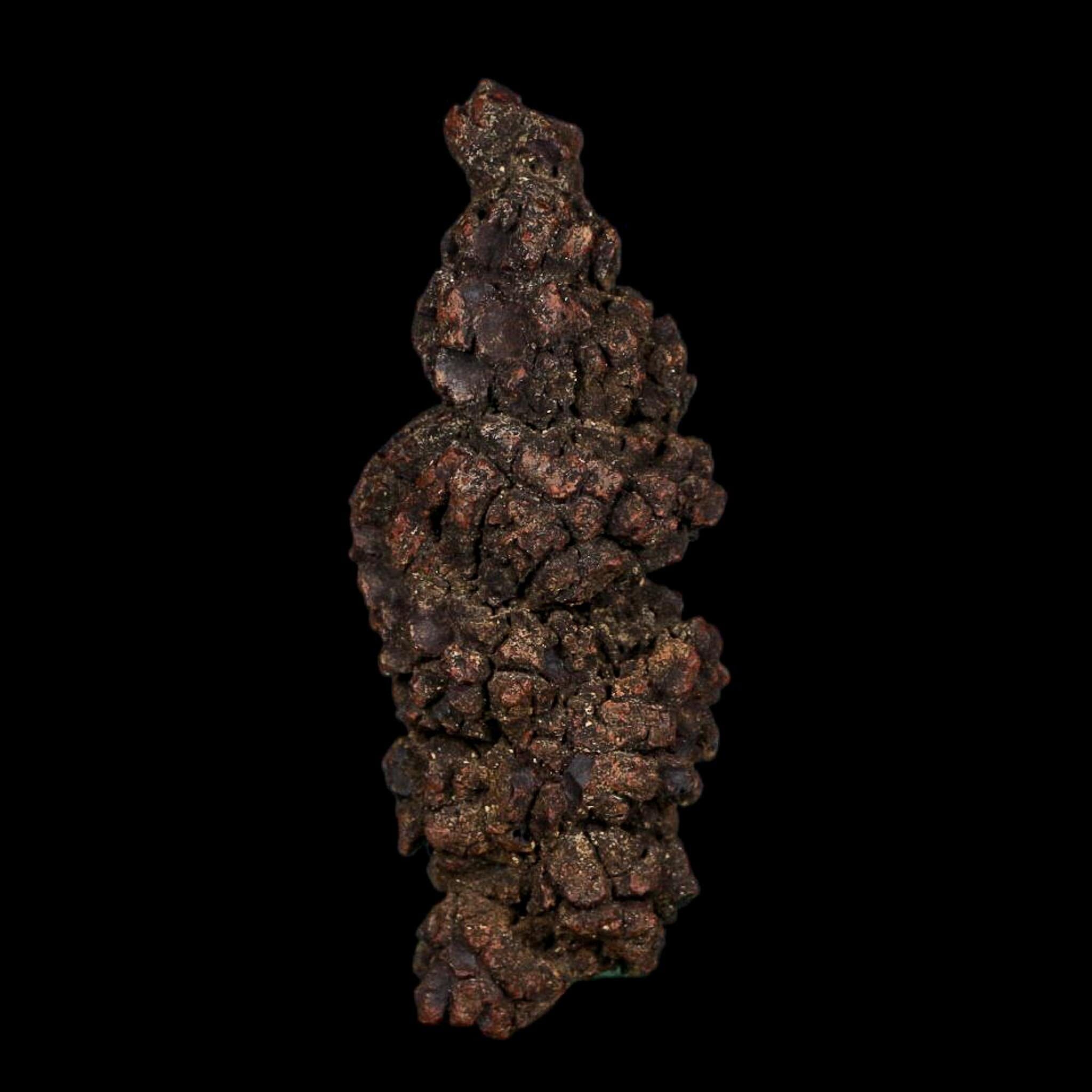 3.6" Prehistoric Coprolite Fossil Specimen Poop Dung Miocene Age Madagascar COA - Fossil Age Minerals