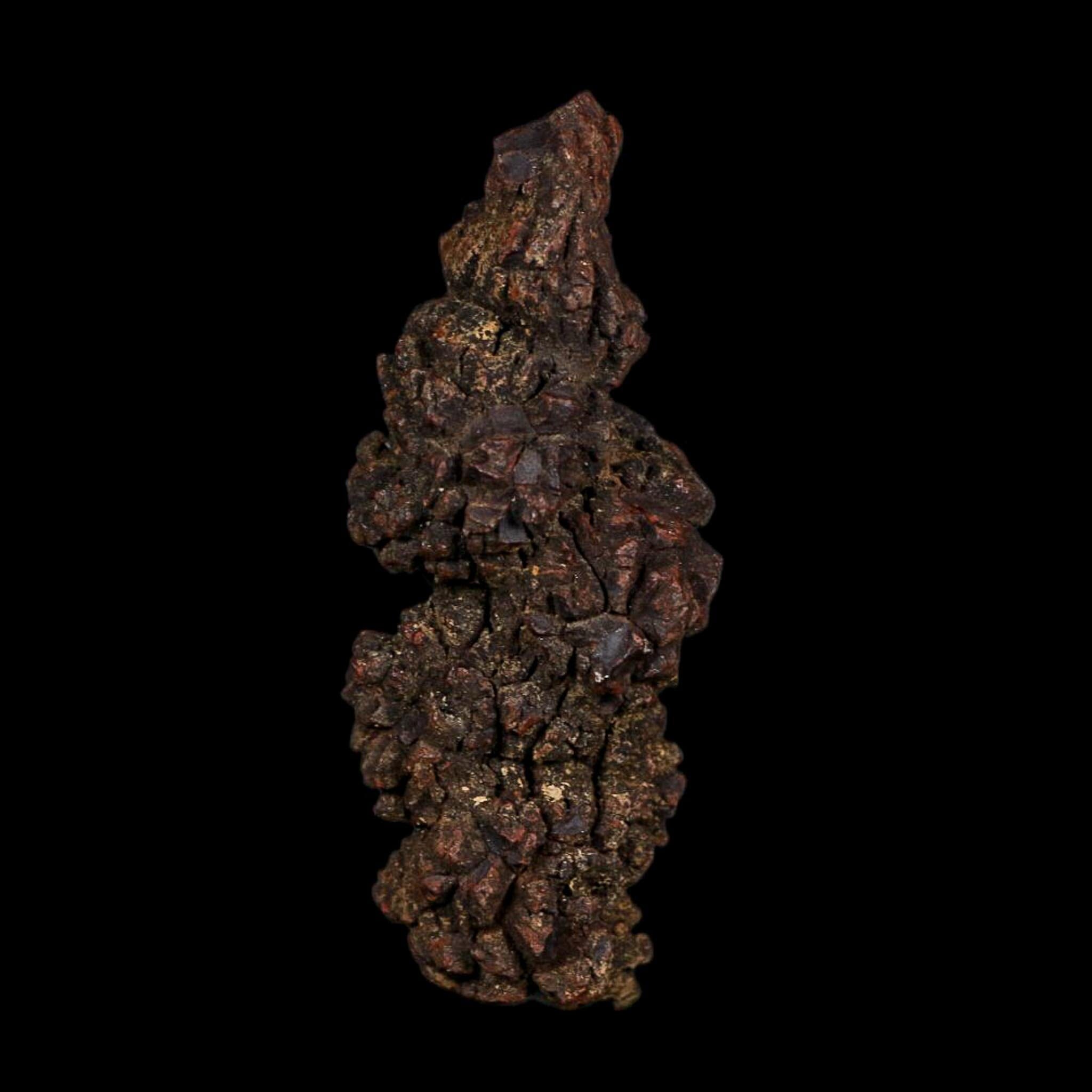 3.6" Prehistoric Coprolite Fossil Specimen Poop Dung Miocene Age Madagascar COA - Fossil Age Minerals