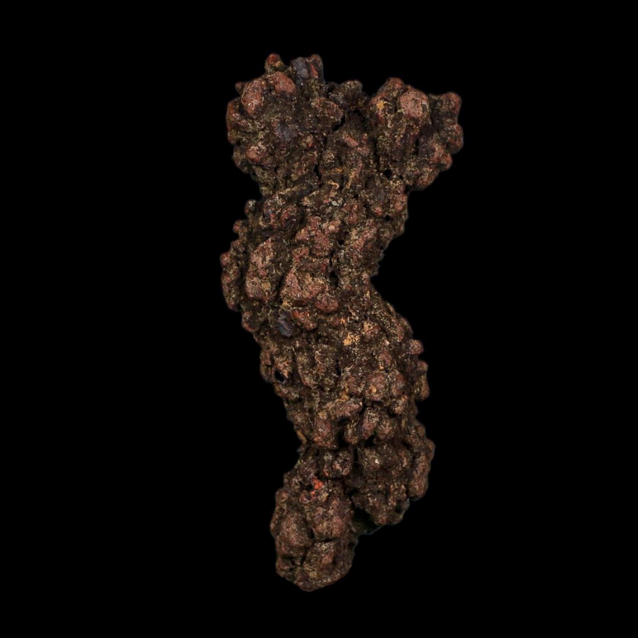 3.3" Prehistoric Coprolite Fossil Specimen Poop Dung Miocene Age Madagascar COA - Fossil Age Minerals