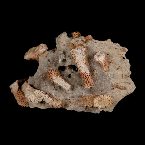 2.8" Thamnopora SP Coral Fossil Coral Reef Devonian Age Verde Valley, Arizona