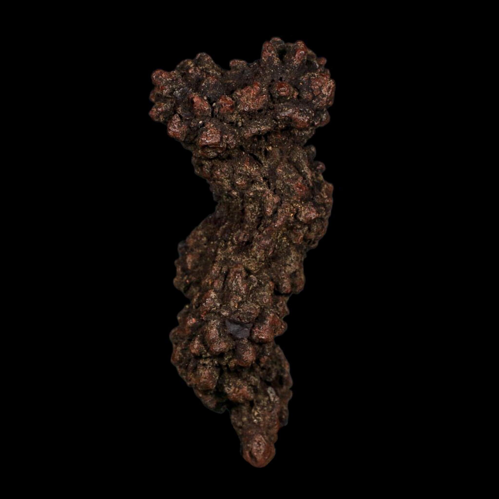 3.3" Prehistoric Coprolite Fossil Specimen Poop Dung Miocene Age Madagascar COA - Fossil Age Minerals