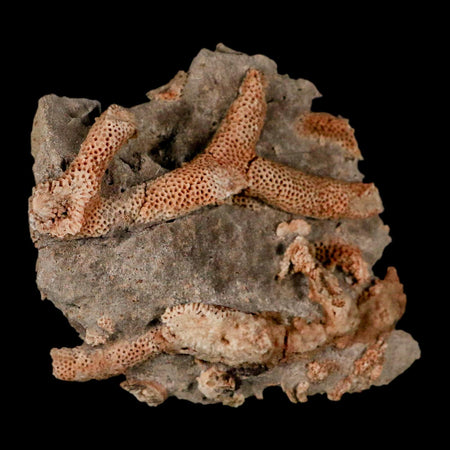 3.6" Thamnopora SP Coral Fossil Coral Reef Devonian Age Verde Valley, Arizona