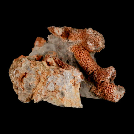 2.1" Thamnopora SP Coral Fossil Coral Reef Devonian Age Verde Valley, Arizona