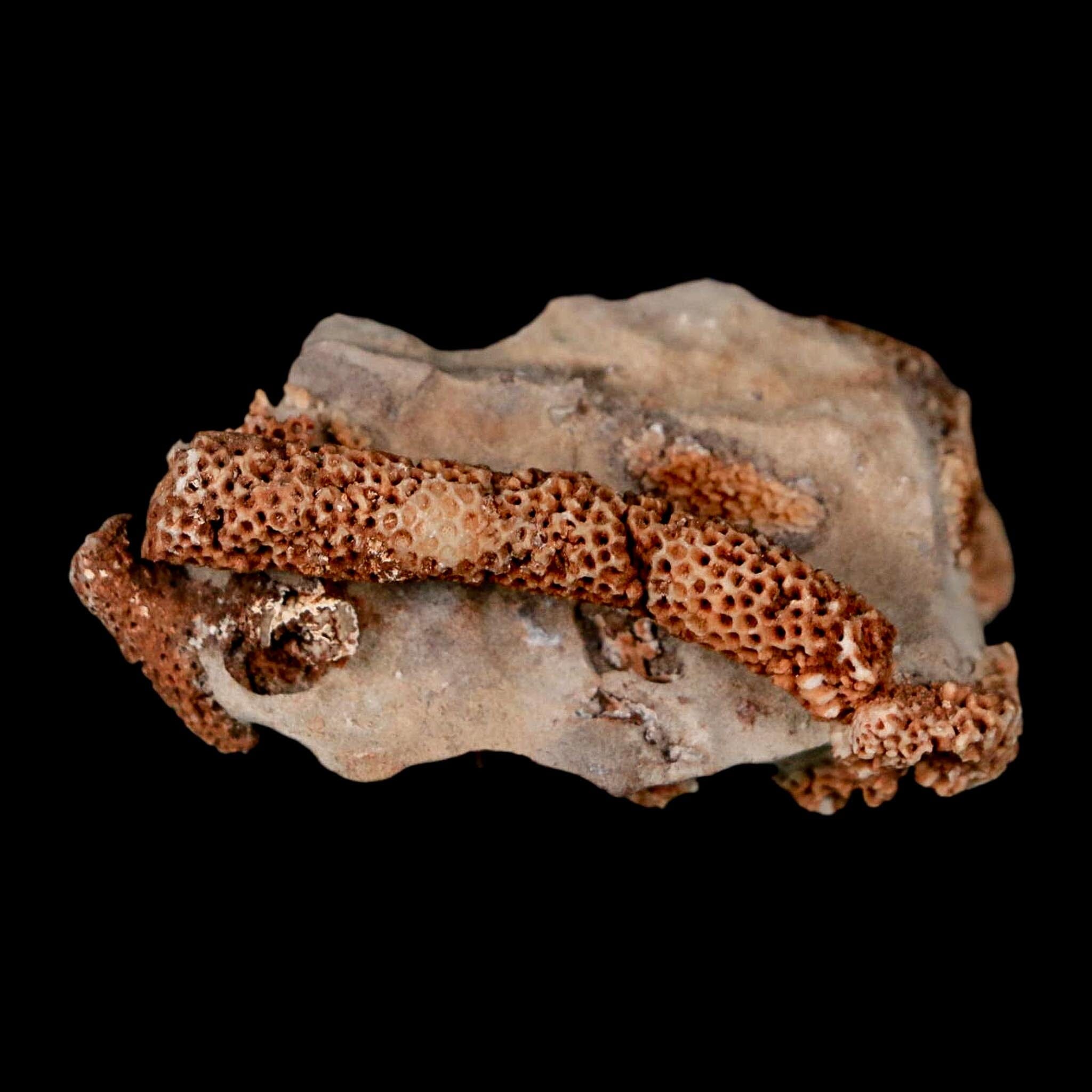 2.2" Thamnopora SP Coral Fossil Coral Reef Devonian Age Verde Valley, Arizona - Fossil Age Minerals