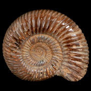 60MM Polished Perisphinctes Ammonite Fossil Nautilus Madagascar Jurassic Age COA