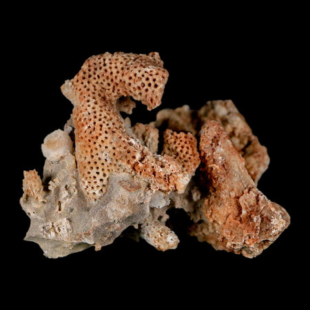 1.9" Thamnopora SP Coral Fossil Coral Reef Devonian Age Verde Valley, Arizona