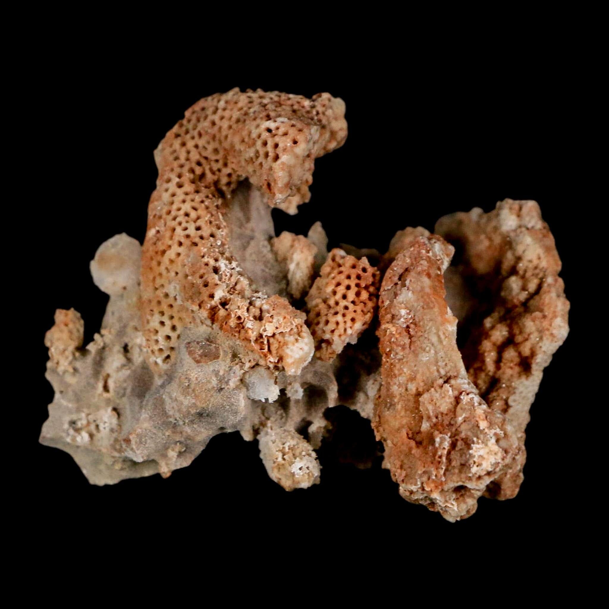 1.9" Thamnopora SP Coral Fossil Coral Reef Devonian Age Verde Valley, Arizona - Fossil Age Minerals