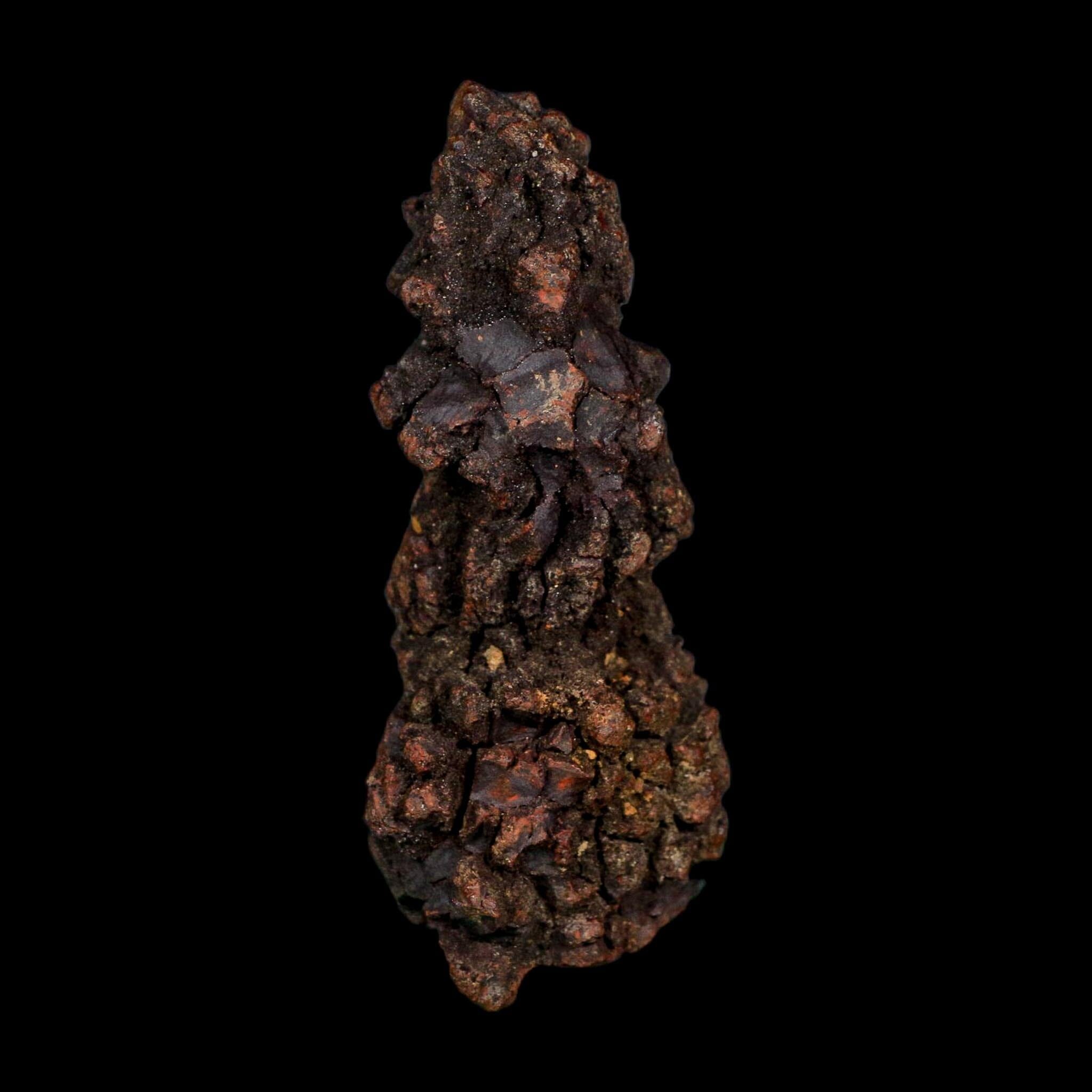 3.2" Prehistoric Coprolite Fossil Specimen Poop Dung Miocene Age Madagascar COA - Fossil Age Minerals