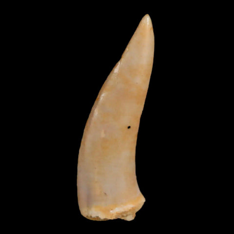 1.6" Saber Toothed Herring Fossil Fang Enchodus Libycus Cretaceous COA Stand - Fossil Age Minerals