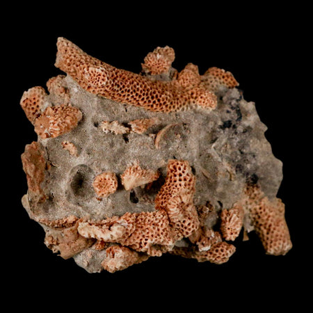 2.5" Thamnopora SP Coral Fossil Coral Reef Devonian Age Verde Valley, Arizona