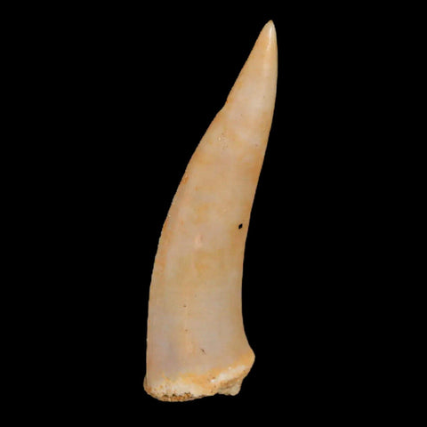 1.6" Saber Toothed Herring Fossil Fang Enchodus Libycus Cretaceous COA Stand - Fossil Age Minerals