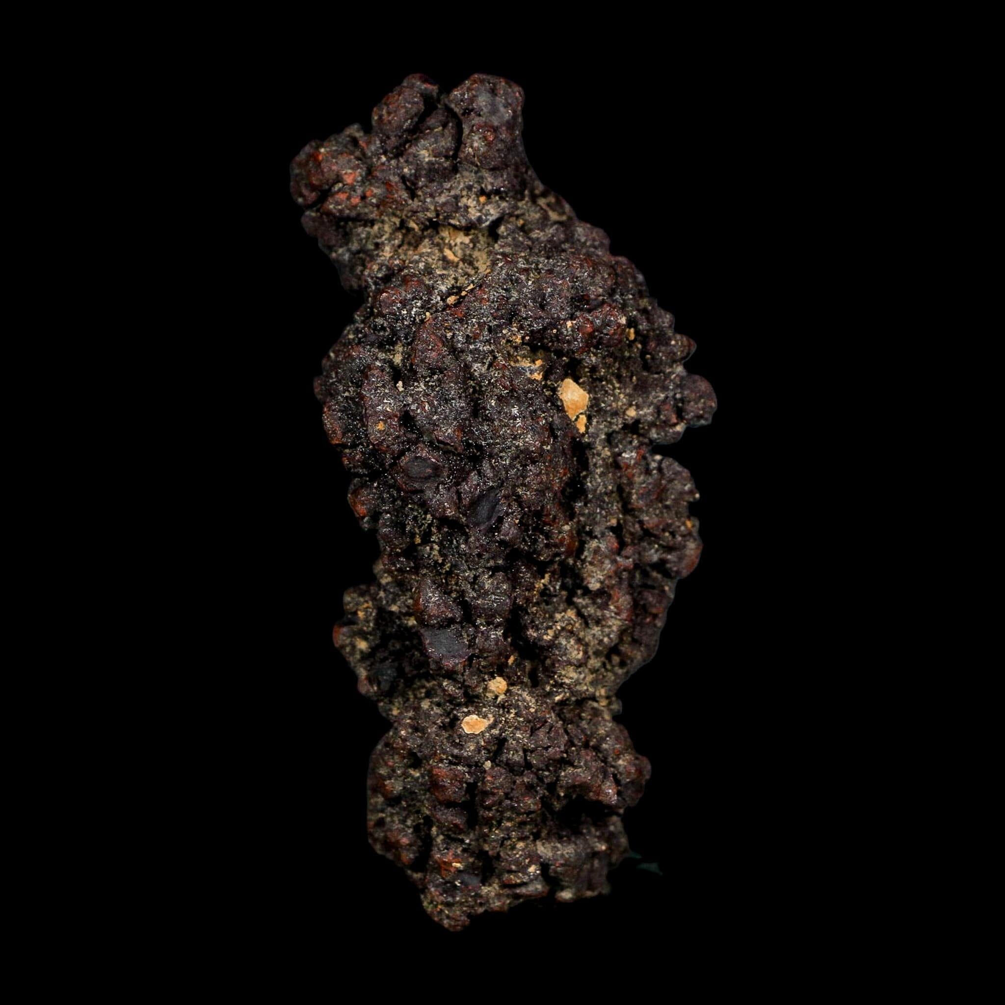 3.1" Prehistoric Coprolite Fossil Specimen Poop Dung Miocene Age Madagascar COA - Fossil Age Minerals