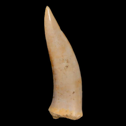 1.6" Saber Toothed Herring Fossil Fang Enchodus Libycus Cretaceous COA Stand - Fossil Age Minerals