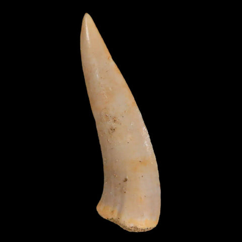 1.6" Saber Toothed Herring Fossil Fang Enchodus Libycus Cretaceous COA Stand - Fossil Age Minerals