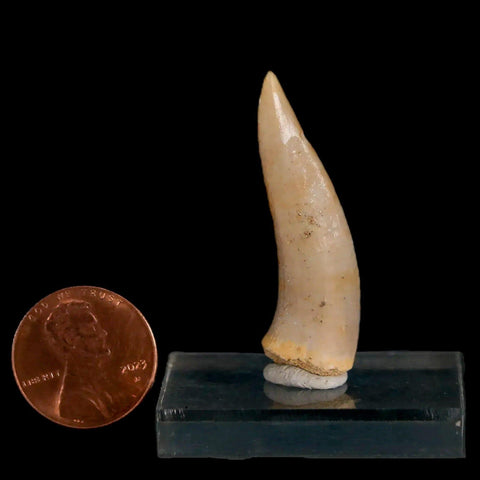 1.6" Saber Toothed Herring Fossil Fang Enchodus Libycus Cretaceous COA Stand - Fossil Age Minerals