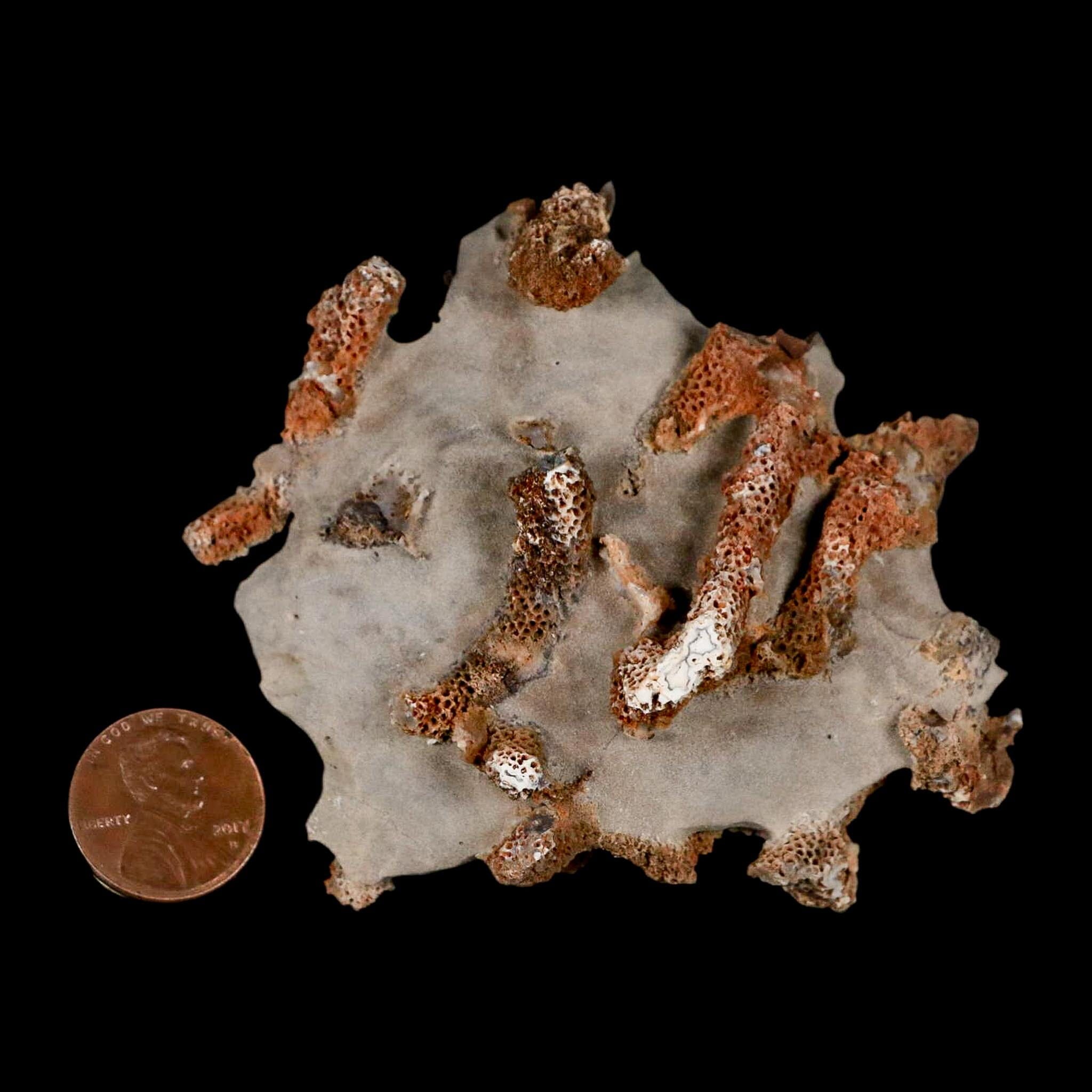 3.5" Thamnopora SP Coral Fossil Coral Reef Devonian Age Verde Valley, Arizona - Fossil Age Minerals