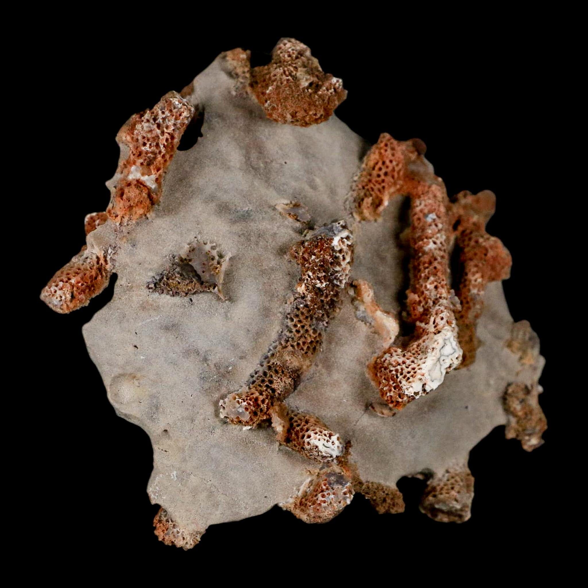 3.5" Thamnopora SP Coral Fossil Coral Reef Devonian Age Verde Valley, Arizona - Fossil Age Minerals