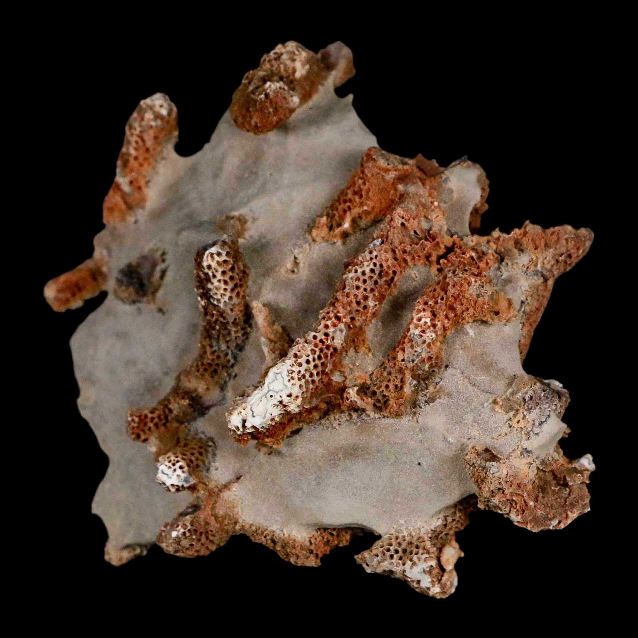 3.5" Thamnopora SP Coral Fossil Coral Reef Devonian Age Verde Valley, Arizona - Fossil Age Minerals