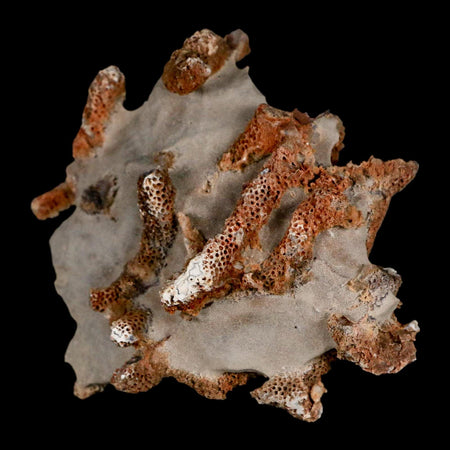 3.5" Thamnopora SP Coral Fossil Coral Reef Devonian Age Verde Valley, Arizona