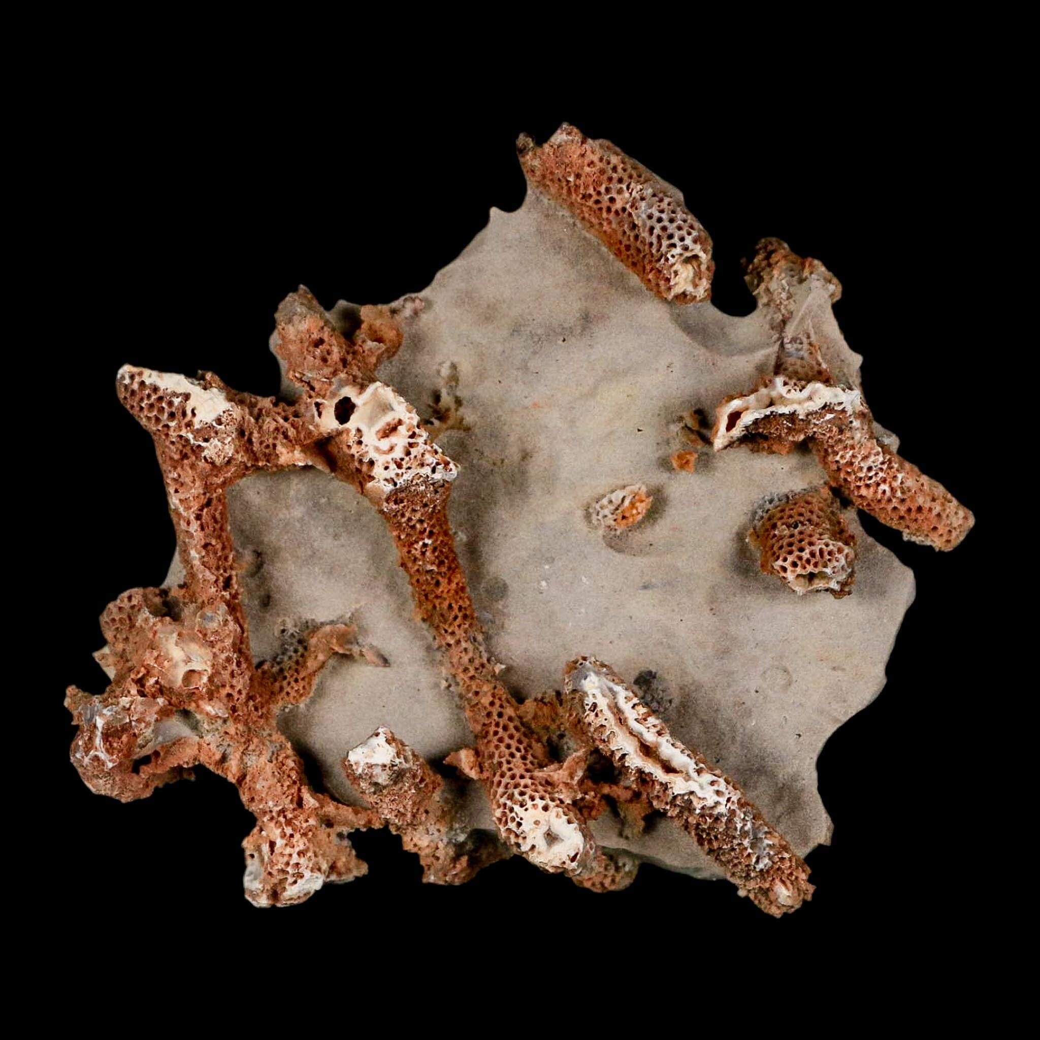 3.5" Thamnopora SP Coral Fossil Coral Reef Devonian Age Verde Valley, Arizona - Fossil Age Minerals