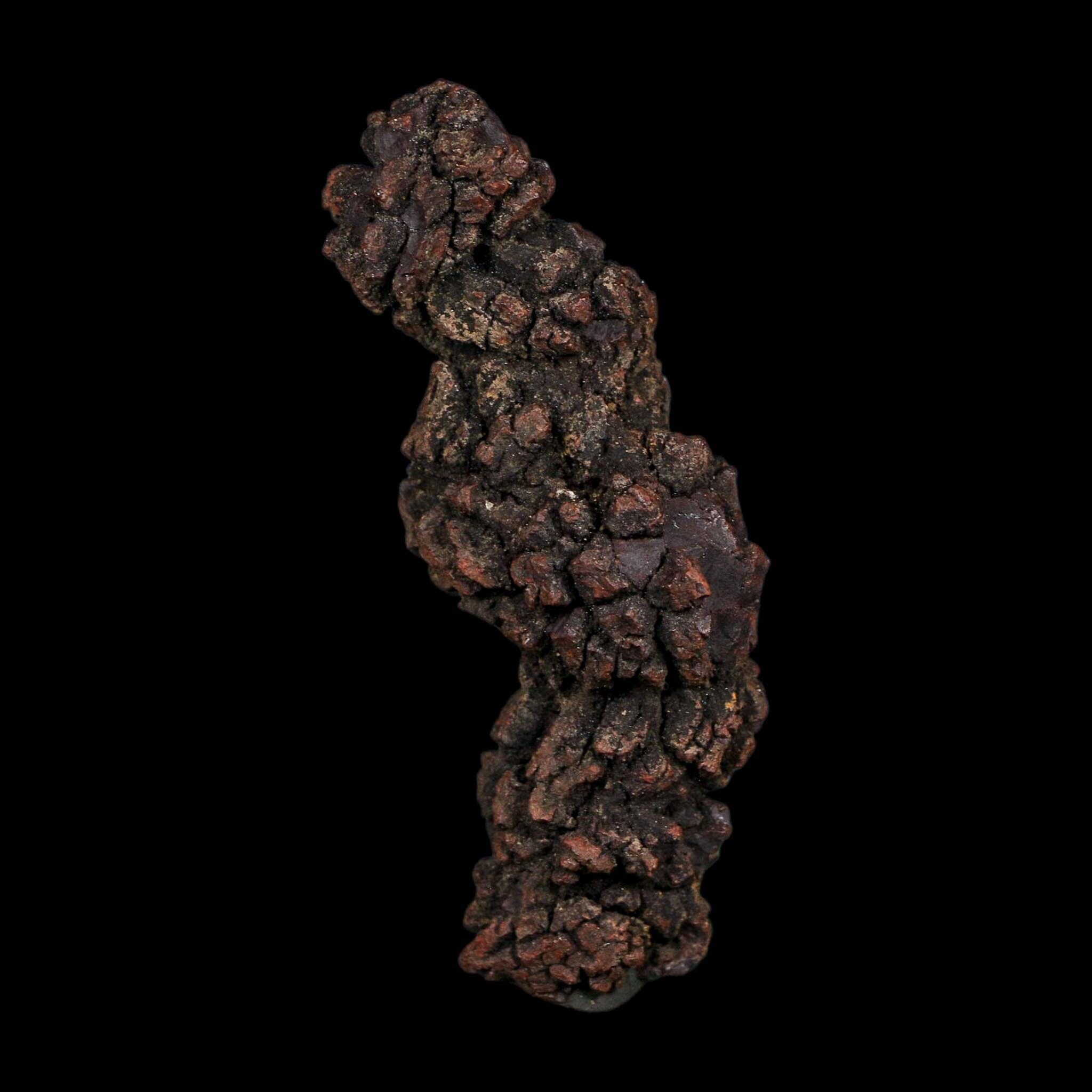 3.5" Prehistoric Coprolite Fossil Specimen Poop Dung Miocene Age Madagascar COA - Fossil Age Minerals