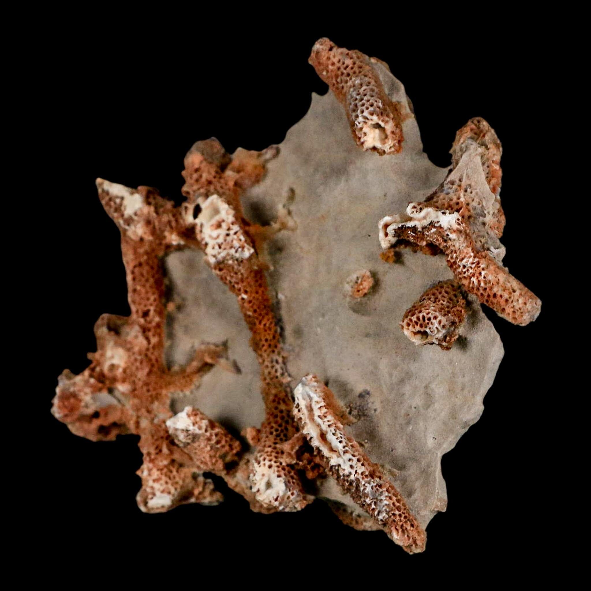 3.5" Thamnopora SP Coral Fossil Coral Reef Devonian Age Verde Valley, Arizona - Fossil Age Minerals