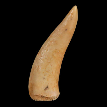 1.5" Saber Toothed Herring Fossil Fang Enchodus Libycus Cretaceous COA Stand