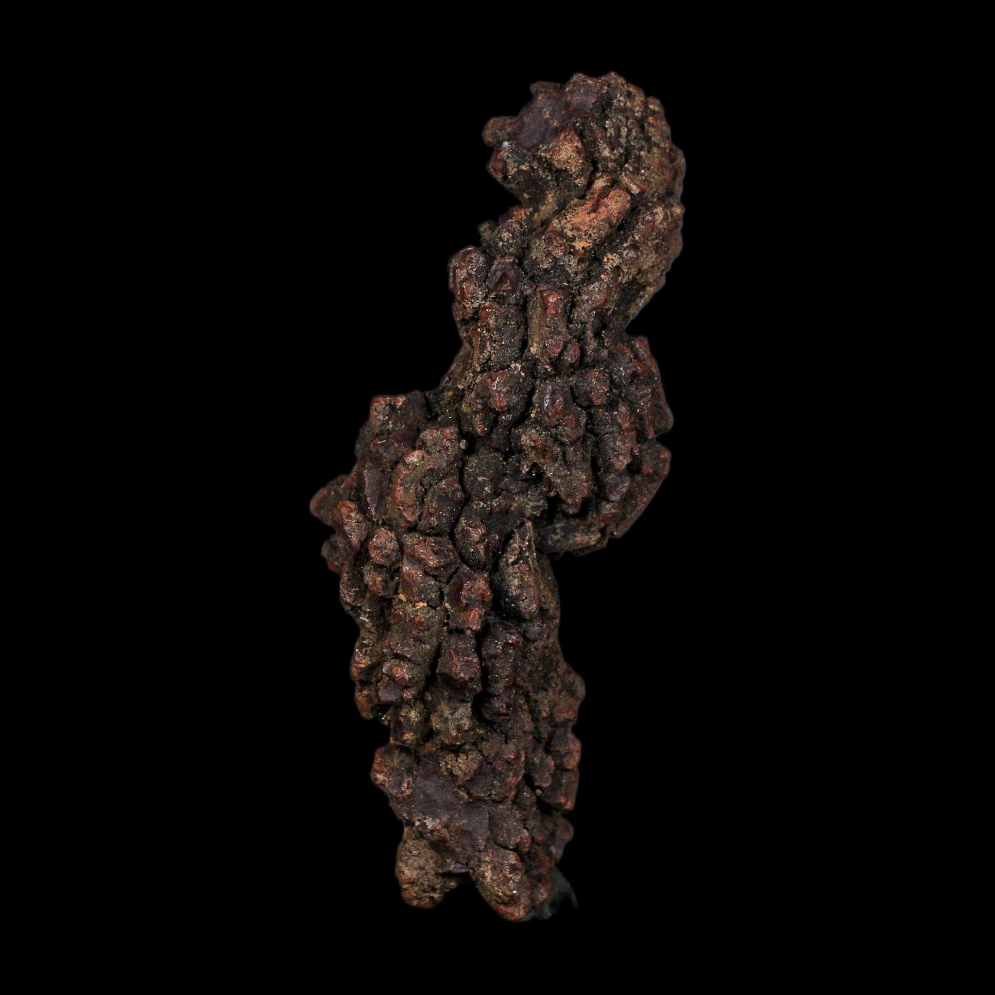 3.5" Prehistoric Coprolite Fossil Specimen Poop Dung Miocene Age Madagascar COA - Fossil Age Minerals