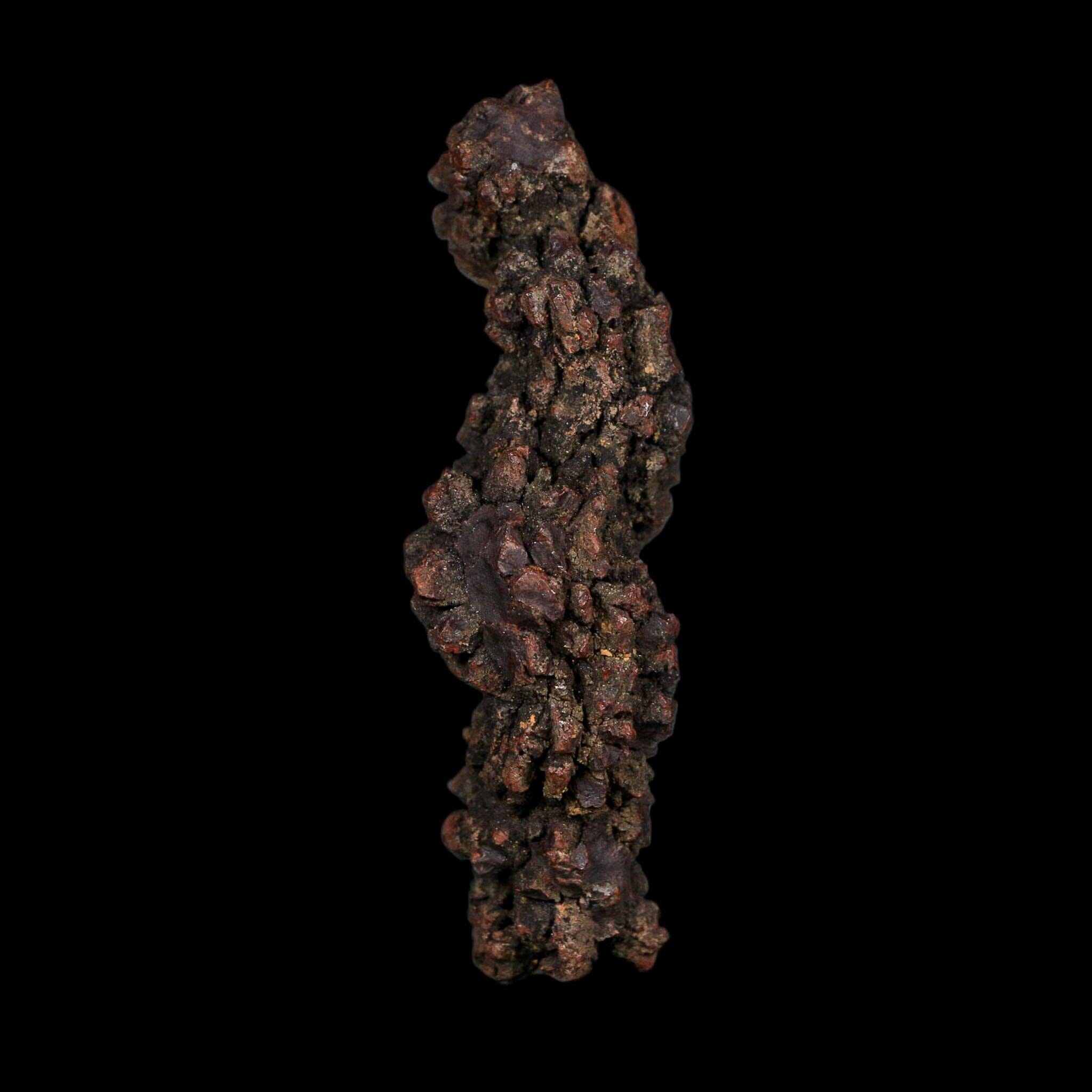 3.5" Prehistoric Coprolite Fossil Specimen Poop Dung Miocene Age Madagascar COA - Fossil Age Minerals