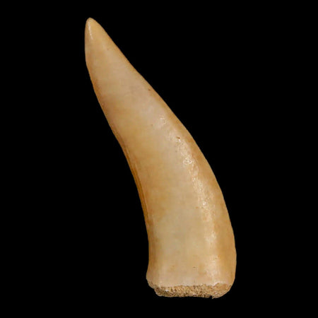 1.5" Saber Toothed Herring Fossil Fang Enchodus Libycus Cretaceous COA Stand