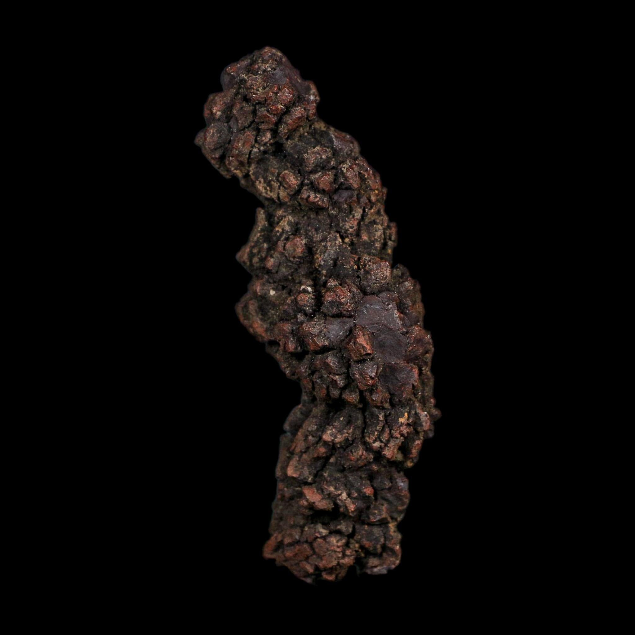 3.5" Prehistoric Coprolite Fossil Specimen Poop Dung Miocene Age Madagascar COA - Fossil Age Minerals