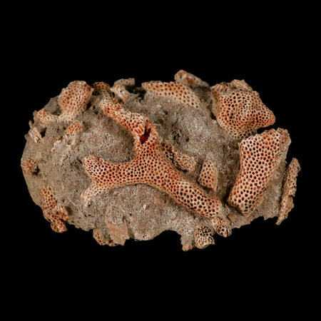 3" Thamnopora SP Coral Fossil Coral Reef Devonian Age Verde Valley, Arizona