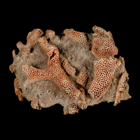 3" Thamnopora SP Coral Fossil Coral Reef Devonian Age Verde Valley, Arizona