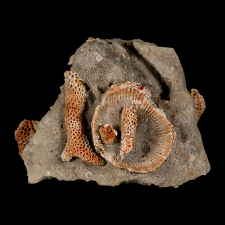 2.2" Thamnopora SP Coral Fossil Coral Reef Devonian Age Verde Valley, Arizona