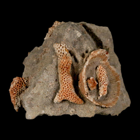 2.2" Thamnopora SP Coral Fossil Coral Reef Devonian Age Verde Valley, Arizona