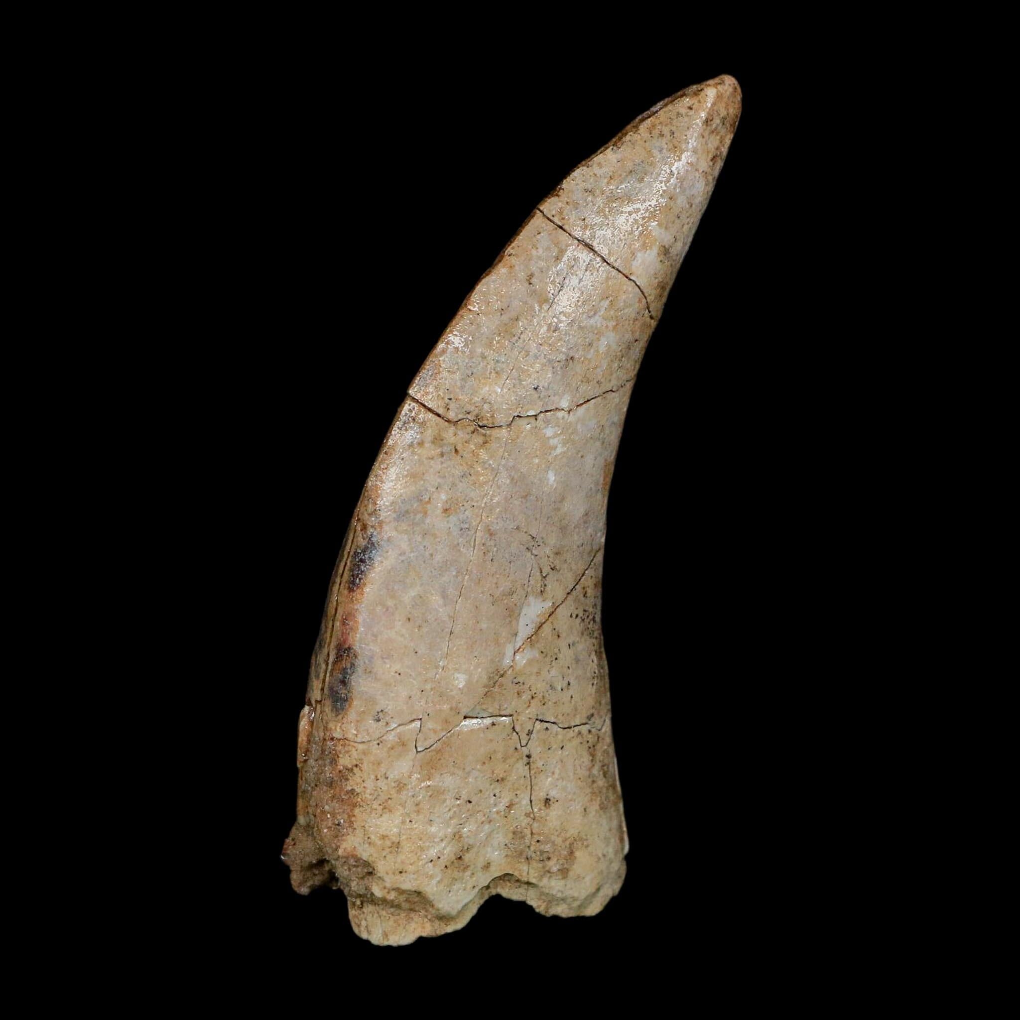 2.5" Eocarcharia Dinops Tooth Fossil Cretaceous Age Carcharodontosaurid Dinosaur Niger - Fossil Age Minerals