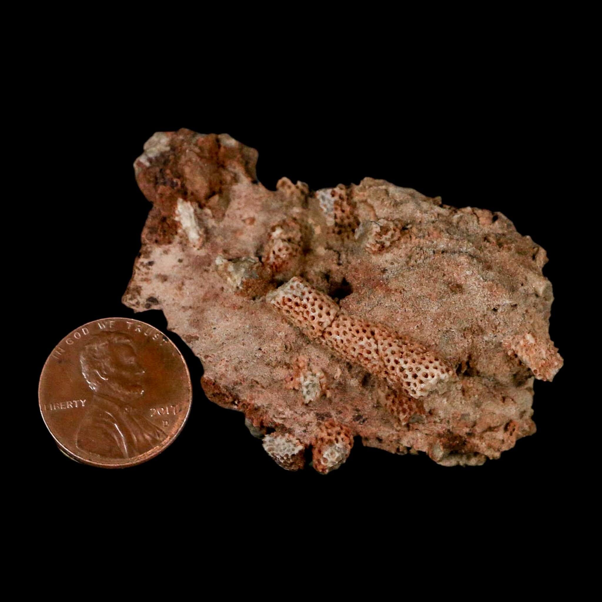 2.3" Thamnopora SP Coral Fossil Coral Reef Devonian Age Verde Valley, Arizona - Fossil Age Minerals